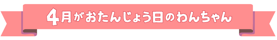 4月がおたんじょう日のわんちゃん